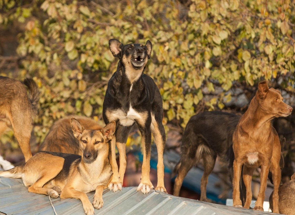 Brave Dogs: Here are the 10 most courageous breeds of adorable dog - including the fearless Rottweiler 🐕 | The Scotsman Brave Dogs: Here are the 10 most courageous breeds of adorable dog - including the fearless Rottweiler 🐕 | The Scotsman