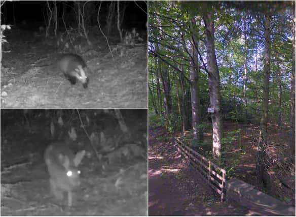 Some wildlife in action in East Lothian's Gifford Woods