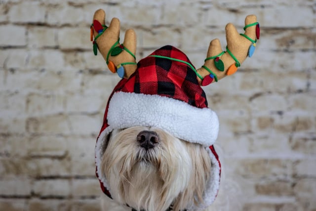 The postie coming once a day is enough for many pets. During the run-up to Christmas, with online shopping, doorbells, buzzers and knockers are going bonkers. For many pets, this is a major anxiety trigger. When your dog barks, acknowledge with a kind word and remove them to another room to answer the door. It’s also worthwhile preventing them sitting on guard at a window, door or in the garden.