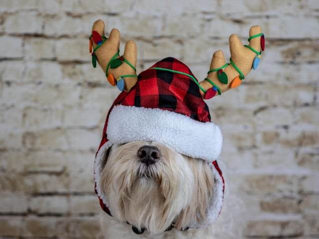 The postie coming once a day is enough for many pets. During the run-up to Christmas, with online shopping, doorbells, buzzers and knockers are going bonkers. For many pets, this is a major anxiety trigger. When your dog barks, acknowledge with a kind word and remove them to another room to answer the door. It’s also worthwhile preventing them sitting on guard at a window, door or in the garden.