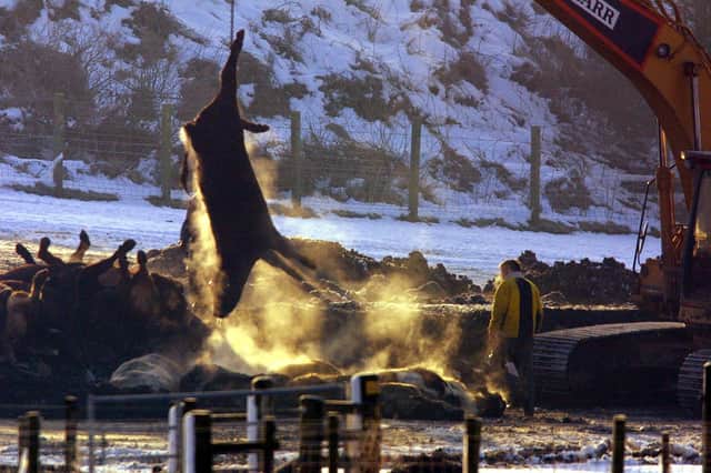 The carcasses are lifted onto a bed of coal and straw to be incinerated in the fields of Netherside farm in Lockerbie.