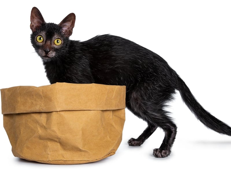 The Lykoi is the UK's most expensive cat, costing around £1,300 for a kitten. A relatively recent mutation from a Domestic Shorthair cat, fans of the breed say it looks like the popular perception of a werewolf.