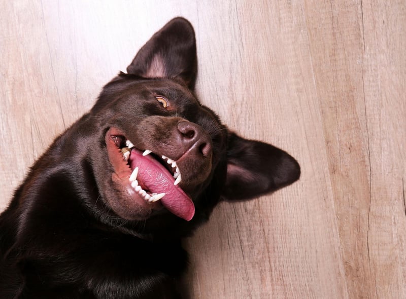 The average Labrador Retriever lives for 10-12 years, but some dogs have lived much longer. The oldest Lab on record was called Adjutant, who died in the UK on August 14, 1936, at the age of 27 years and 98 days. Only four dogs have ever lived longer.