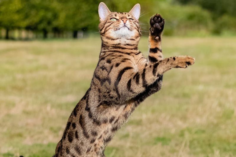 The Bengal cat has a thick and short coat that should be brushed weekly to avoid dead hair.