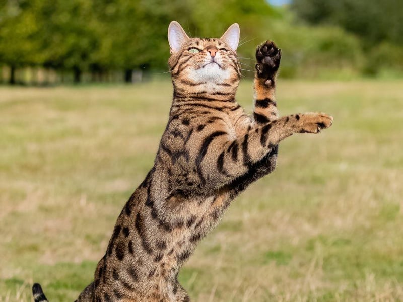 The Bengal cat has a thick and short coat that should be brushed weekly to avoid dead hair.