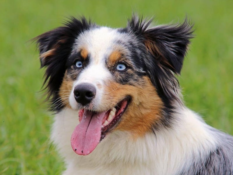 A combination of intelligence and eagerness to please means the Australian Shepherd will quickly get to grips with popping outside.