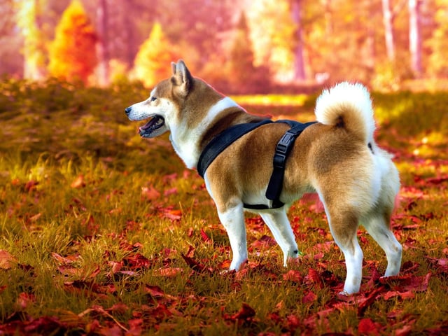 Prior to World War II, there were three recognised types of Shibas - called the Mino, the Sanin, and the Shinshu - all named after the Japanese regions they came from. Today they have become one breed, incorporating facets of all three of the former types.
