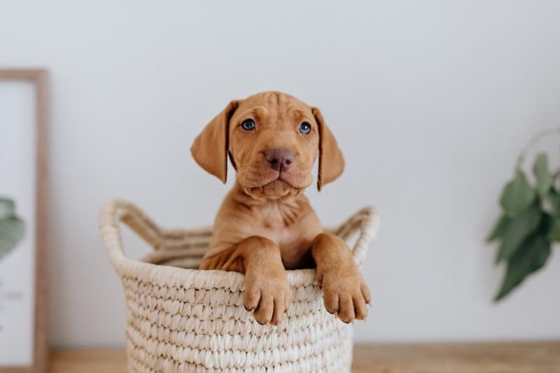 An unusual breed in the UK, the Vizsla is originally from Hungaria where it is used as a hunting dog. They don't need much grooming and are known for lacking the typical 'dog smell' that many breeds have.