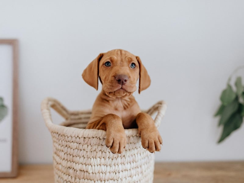 An unusual breed in the UK, the Vizsla is originally from Hungaria where it is used as a hunting dog. They don't need much grooming and are known for lacking the typical 'dog smell' that many breeds have.