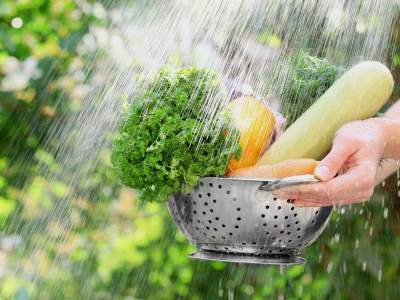 After buying organic produce make sure to rinse it under the tap once you get home to remove any eggs or larvae that may be present. Unfortunately there is no 100% guarantee that fruits and vegetables are free of fruit fly presence upon purchase so take the initiative to remove this possibility.