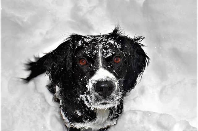Some dogs take snow and ice in their stride.