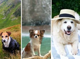 Some of the adventures you can enjoy with your four-legged friend in 2023.