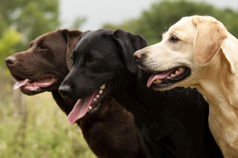 Charlie is the next name in our list of the most popular names for Labrador Retrievers. It's a shortened version of the name Charles, and means 'free'.