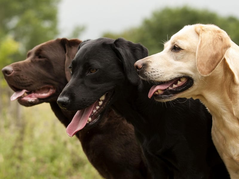 Charlie is the next name in our list of the most popular names for Labrador Retrievers. It's a shortened version of the name Charles, and means 'free'.