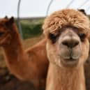 Perhaps you have an alpaca you can spare? Caledonian Marts is seeking donations of animals, farm machinery and anything else of value to sell at a charity auction to raise funds for people in war-torn Ukraine. Picture: John Devlin