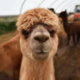 Perhaps you have an alpaca you can spare? Caledonian Marts is seeking donations of animals, farm machinery and anything else of value to sell at a charity auction to raise funds for people in war-torn Ukraine. Picture: John Devlin