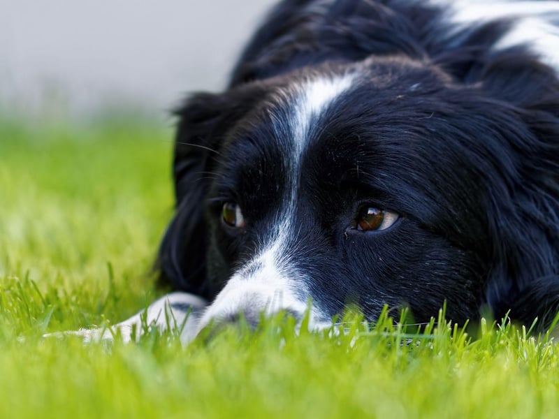 You can usually tell a Border Collie owner by the layer of fine hair that covers their clothes, car interior, carpets and furniture. This breed's shedding hair clings to every surface all year round.