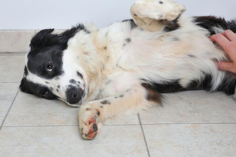 The Border Collie is a naturally very happy breed, but they are in their ultimate doggy heaven when out-and-about exercising. You'll not see a dog more in its element than a delighted Border Collie racing across fields.