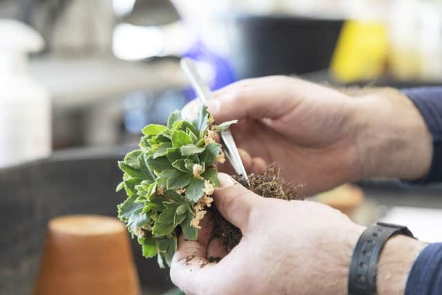 RGBE has launched a new campaign to raise awareness on plant health