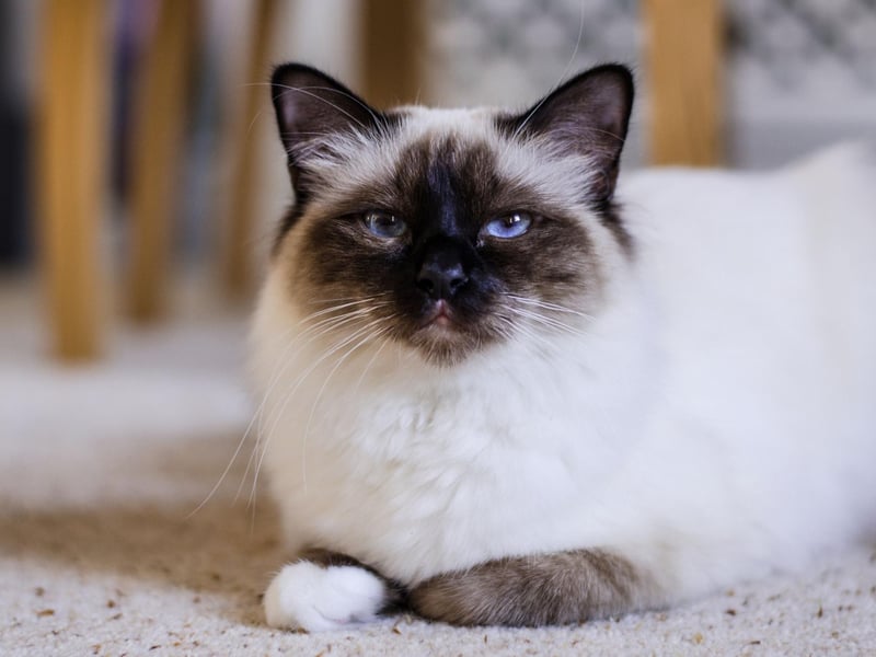 Another breed of cat that gets on well with the kids, the Burnese is also one of the most inquisitive felines - investigating every inch of your home. It means that they'll leave your side for long periods but will always be back for snuggles.