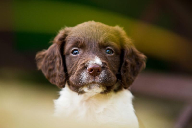 Bred specifically to be hunting dogs, the Springer Spaniel's keen nose has been used to sniff out a broad range of scents over tha years - including bombs, fake bank notes, bees and dead bodies.