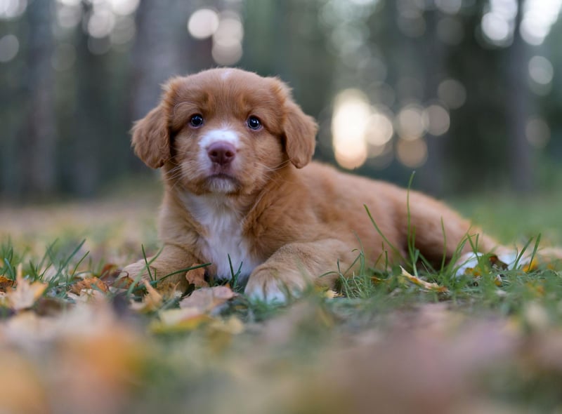 The smallest of the retrievers, the Nova Scotia Duck Tolling Retriever is just as soft of mouth as its larger cousins - also sharing their gregarious and gentle nature.