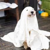 Halloween presents some hidden dangers for our canine chums - and not just poor quality costumes.