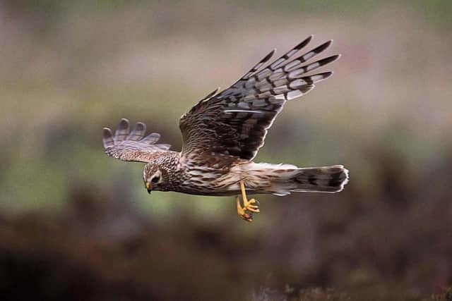 Embargoed to 0001 Monday September 11. RSPB Scotland undated handout photo of a hen harrier. The species remains dangerously vulnerable despite a record number of fledglings. PRESS ASSOCIATION Photo. Issue date: Monday September 11, 2006. English Nature said the hen harrier was still threatened by persecution and the population was a 'pale shadow' of what it could be. See PA Story ENVIRONMENT Harrier. Photo Credit should read: Andy Hay/RSPB Scotland/PA. 