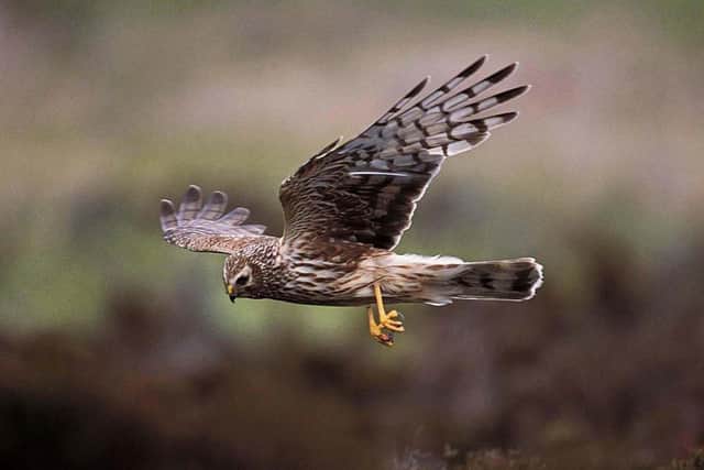 Embargoed to 0001 Monday September 11. RSPB Scotland undated handout photo of a hen harrier. The species remains dangerously vulnerable despite a record number of fledglings. PRESS ASSOCIATION Photo. Issue date: Monday September 11, 2006. English Nature said the hen harrier was still threatened by persecution and the population was a 'pale shadow' of what it could be. See PA Story ENVIRONMENT Harrier. Photo Credit should read: Andy Hay/RSPB Scotland/PA.