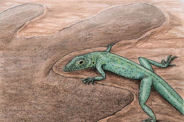 Bellairsia gracilis is imagined basking on a sunny day in a dinosaur footprint: (Pic: Dr Elsa Panciroli/Univ of Oxford)