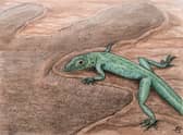 Bellairsia gracilis is imagined basking on a sunny day in a dinosaur footprint: (Pic: Dr Elsa Panciroli/Univ of Oxford)