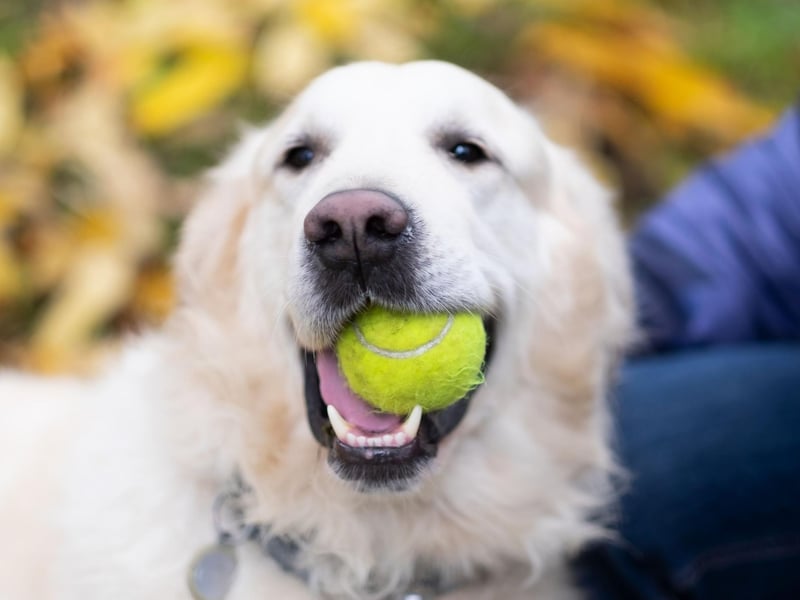 Moving to the most sociable dog breeds and a real family favourite. The most popular dog in any given park is likely to be a Golden Retriever. This breed love their family but have plenty of affection left over to shower upon anybody else they happen to meet on any given day.