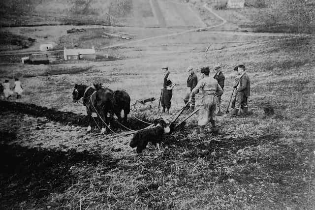 Ploughing horse at work in North Talisker in the 1930s. PIC: Minginish Centenary Society.