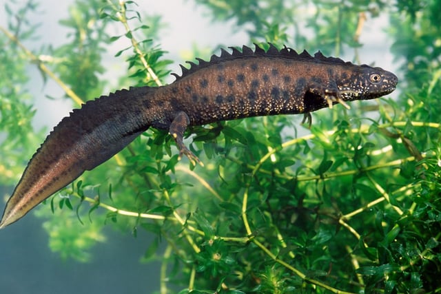 April is the best time to see the great crested newt - the largest species of newt in Britain. By now they will have emerged from hibernation to return to breeding ponds, where they will lay spawn that will hatch into tadpoles. They are not widespread in Scotland but can be found around Inverness, across the Central Belt and in rural parts of the Borders.