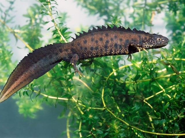 April is the best time to see the great crested newt - the largest species of newt in Britain. By now they will have emerged from hibernation to return to breeding ponds, where they will lay spawn that will hatch into tadpoles. They are not widespread in Scotland but can be found around Inverness, across the Central Belt and in rural parts of the Borders.