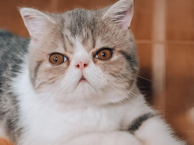 Closely related to the Persian, the Exotic Shorthair shares many of its cousin's positive attributes, including being a loyal and affectionate companion. They also have shorter hair, meaning less fur on the furniture.