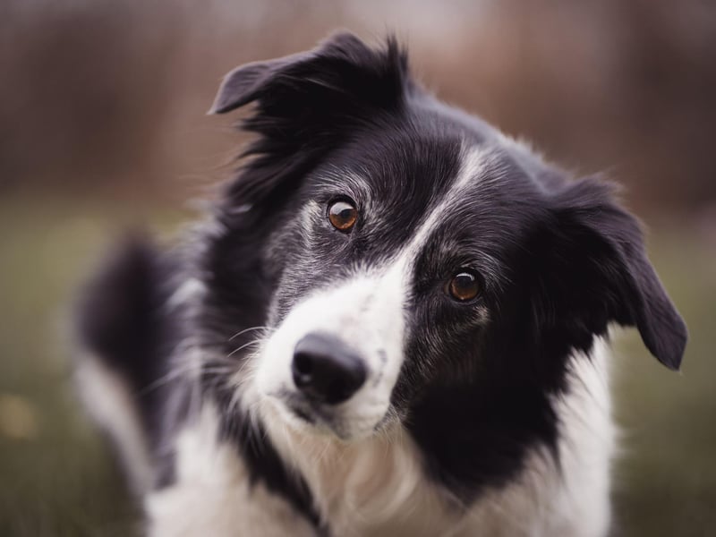 Moving onto dog breeds less suitable for the more elderly owner. Border Collies have plenty going for them, including being the world's most intelligent breed, but this isn't a dog that will be content with an easy-going life. They need regular and extended exercising and get bored easily. They also need lots of vigorous grooming.