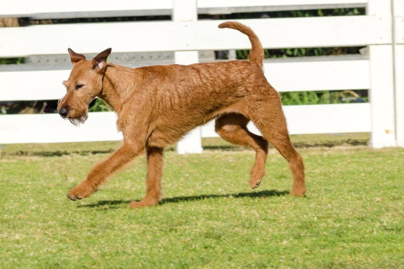 Considered one of the oldest of the terrier breed, the Irish Terrier is thought to have descended from the British black and tan terrier-type dogs - with some believing that they share a bloodline with the Irish Wolfhound. They make excellent tracker dogs due to their sensitive noses.