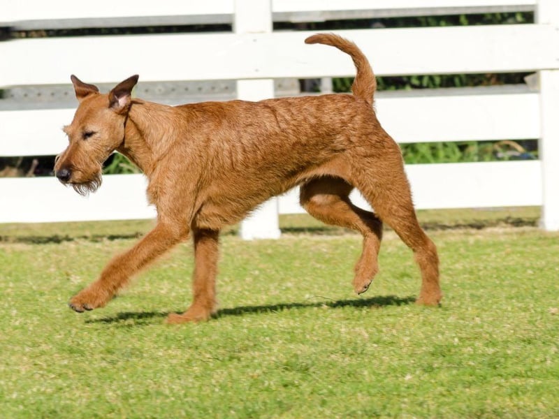 Considered one of the oldest of the terrier breed, the Irish Terrier is thought to have descended from the British black and tan terrier-type dogs - with some believing that they share a bloodline with the Irish Wolfhound. They make excellent tracker dogs due to their sensitive noses.