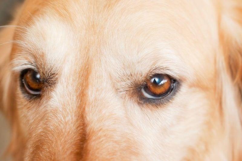 Like the Labrador Retrievers, Golden Retreivers are predisposed to suffer from PRA. Responsible breeders will not breed from a dog known to have the inherited condition.