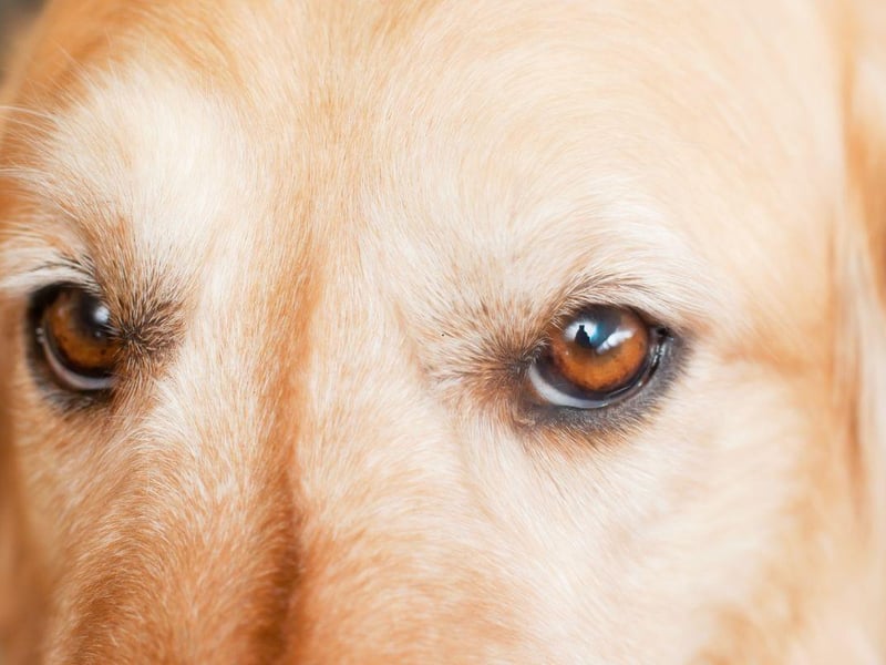 Like the Labrador Retrievers, Golden Retreivers are predisposed to suffer from PRA. Responsible breeders will not breed from a dog known to have the inherited condition.