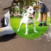 While the risk to pet dogs from bird flu is very low, dog walkers have been warned to be extra cautious around coastlines and wildfowl.
