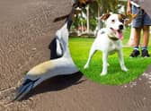 While the risk to pet dogs from bird flu is very low, dog walkers have been warned to be extra cautious around coastlines and wildfowl.