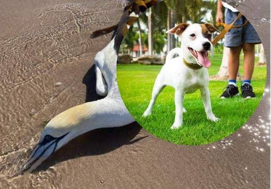 While the risk to pet dogs from bird flu is very low, dog walkers have been warned to be extra cautious around coastlines and wildfowl.