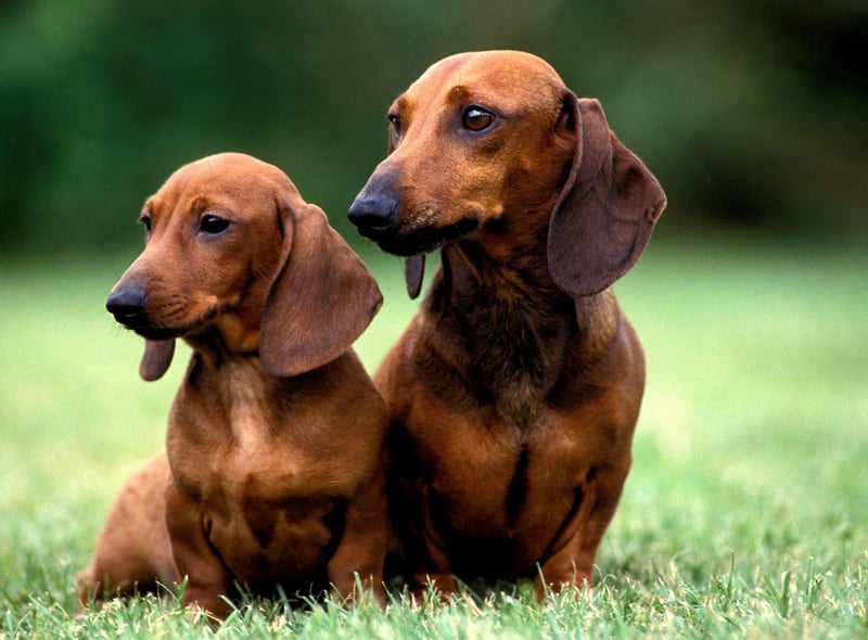 Miniature Smooth Haired Dachshunds have never been so popular, with registrations up by 882 per cent in 25 years. They were originally bred to chase and flush out badgers and other burrow-dwelling animals.