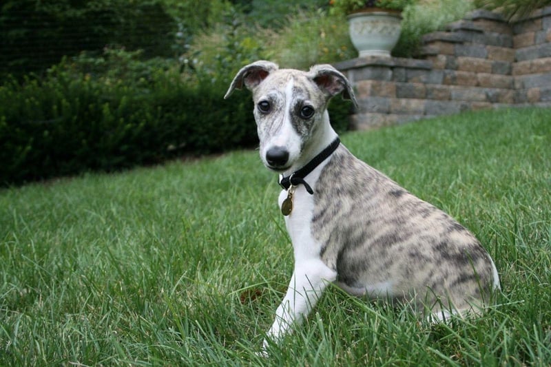 A speedy Whippet puppy costs on average £1,500-£2,000.