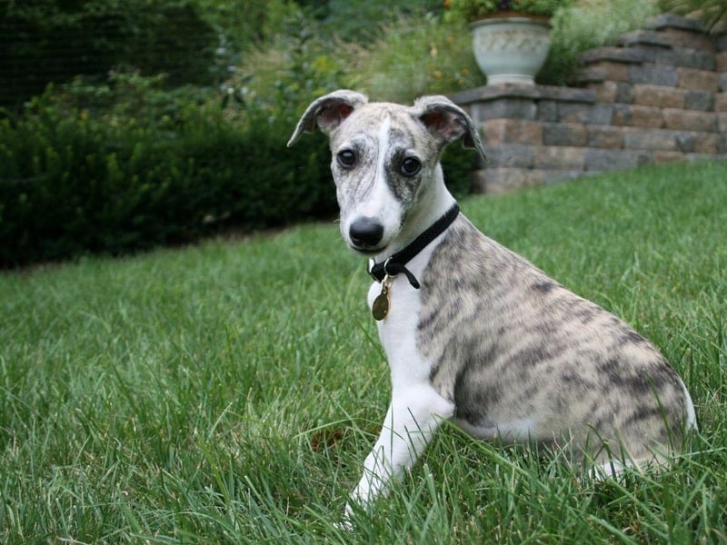 A speedy Whippet puppy costs on average £1,500-£2,000.