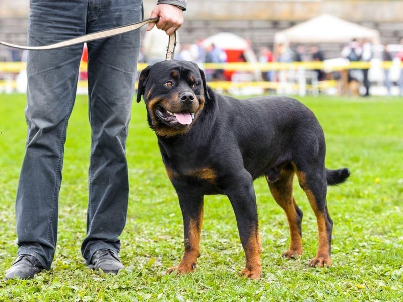 You won't have to tell a Rottweiler to do something twice. Their combination of obedience, eagerness to please, and loyalty makes them a great canine companion and earns them ninth place on this list.