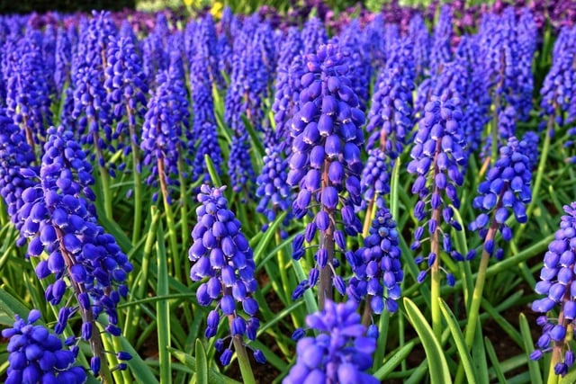For a colourful spring display, bulbs are your friends. Simple to grow and incredibly hardy, the grape hyacinth provides both fragrance and colour and can be bought cheaply from any garden centre. For a little variety, add a few daffodils to the mix.