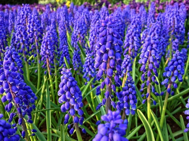 For a colourful spring display, bulbs are your friends. Simple to grow and incredibly hardy, the grape hyacinth provides both fragrance and colour and can be bought cheaply from any garden centre. For a little variety, add a few daffodils to the mix.